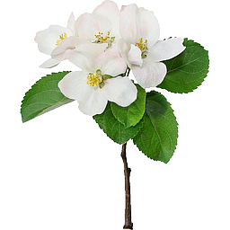 Cvetok-yabloni-apple-flower-tree-leyla-shop-moskva-256.png