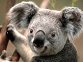Веселый Koala .jpg