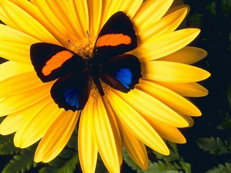 Файл:Бабочка и цветок.jpg