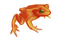 Золотая жаба.jpg