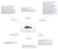 Карта рыбки.jpg