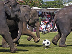 Слоны.jpg