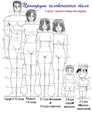 Пропорции человеческого тела1.jpg