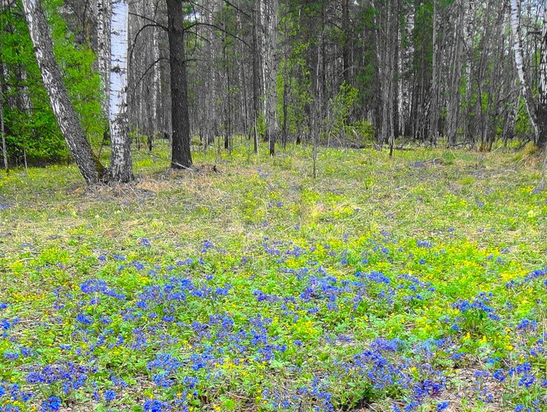Файл:Сибирский лес с цветами.jpg