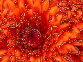 Chrysanthemum123.jpg