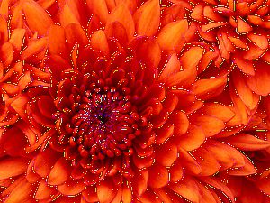Chrysanthemum123.jpg